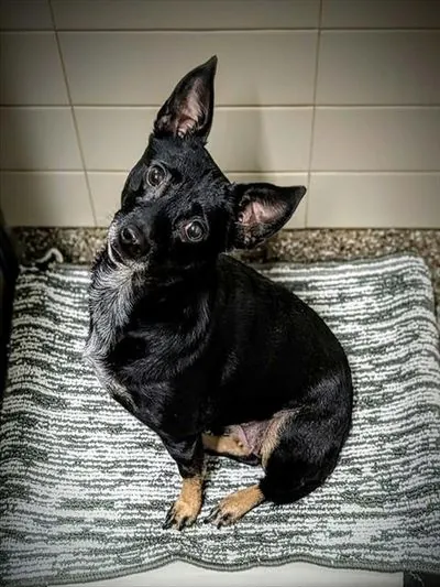 Sally, Feist and Australian Cattle Dog