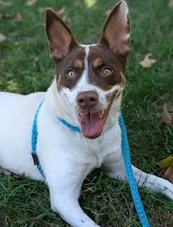 Lee-Anne, Australian Cattle Dog and Fox Terrier - Smooth
