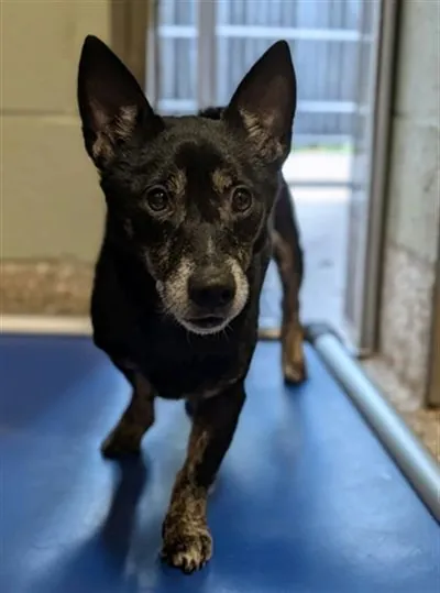 Jay Jay, Australian Cattle Dog and Feist