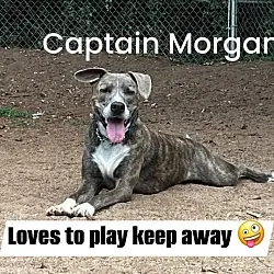 Captain Morgan, Boxer