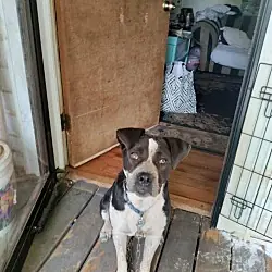 Patches (Courtesy Post), Australian Cattle Dog American Pit Bull Terrier mix