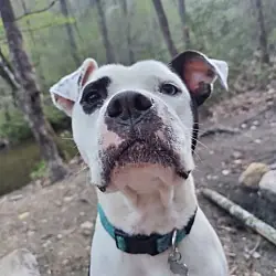 Olive (Courtesy Post), American Bulldog