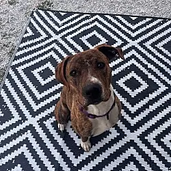 Rascal (Courtesy Post), Boxer