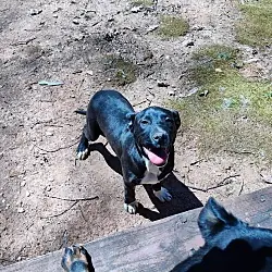 Male Pitweiler (Courtesy Post), American Pit Bull Terrier Rottweiler mix