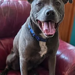 Lola (Tiana), Labrador Retriever