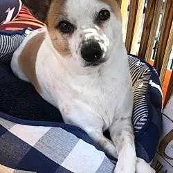 Popcorn (Courtesy Post), Jack Russell Terrier Chihuahua mix