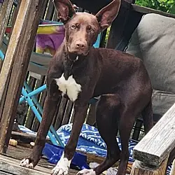 Penny, Australian Shepherd Labrador Retriever mix