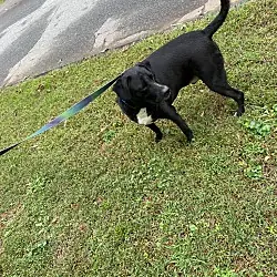 Oreo (Courtesy Post), Labrador Retriever