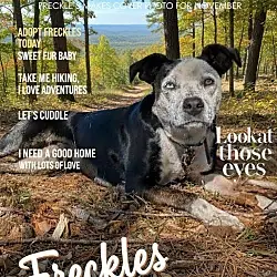 Freckles (Courtesy Post), Australian Cattle Dog Cattle Dog mix