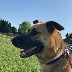 Novacaine (Courtesy Post), German Shepherd Dog