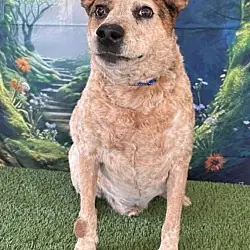 Merle/Rex, Hound (Unknown Type) Australian Cattle Dog mix