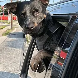 Blue Heeler (Courtesy Post), Australian Cattle Dog Mixed Breed (Medium) mix