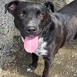 Theo, Australian Cattle Dog mix