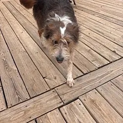 Piper (Courtesy Post), Terrier (Unknown Type, Small) Australian Shepherd mix