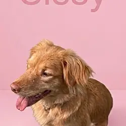 Sissy, Golden Retriever mix
