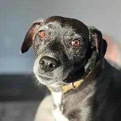 Jack (Courtesy Post), Rat Terrier