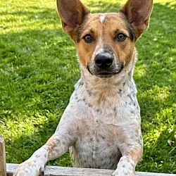 Smokey, Australian Cattle Dog