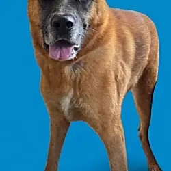 Hemp, Cattle Dog Mixed Breed (Medium) mix