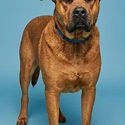 Grizz/Wesley, Boxer