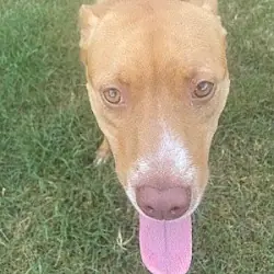 Olivia (Courtesy Post), American Pit Bull Terrier