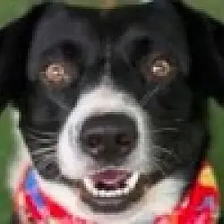 Toby (Courtesy Post), Border Collie