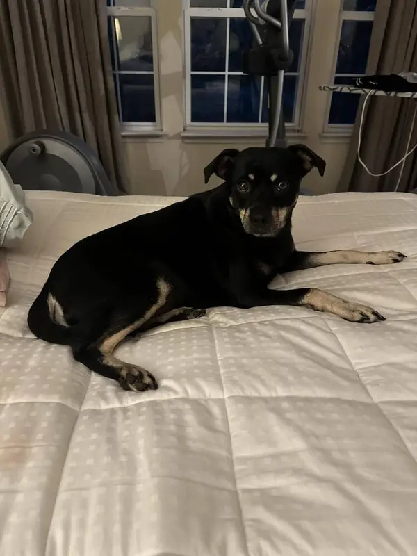 Bailey, Terriers (Medium)