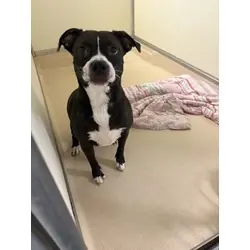 Bella, American Bulldog mix