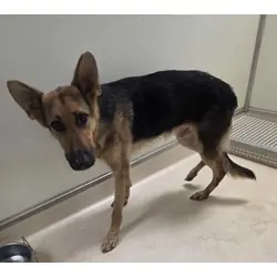 Rocky, German Shepherd Dog
