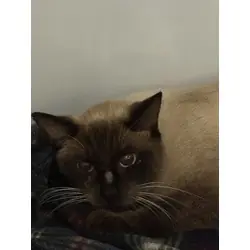 Chips, Siamese