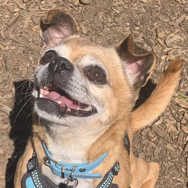 Kelvin, Chihuahua mix