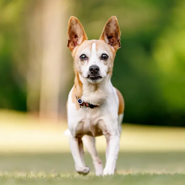 Gary, Terrier, Jack Russell mix