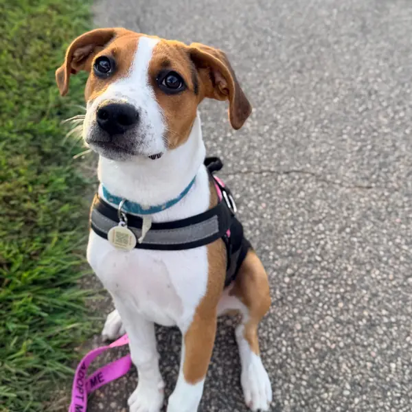 Reba, Hound mix