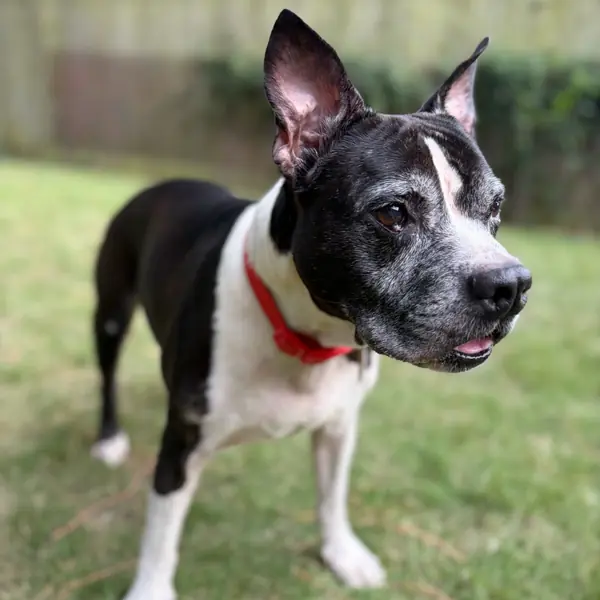 Nana, Terrier, American Staffordshire mix