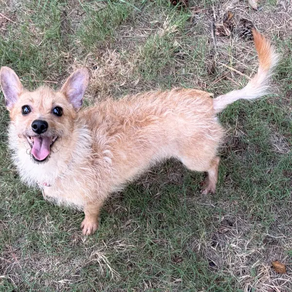 Eevee, Dachshund, Miniature Wire Haired mix
