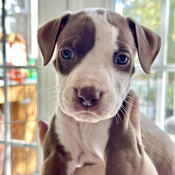 Julius, Terrier, Pit Bull mix