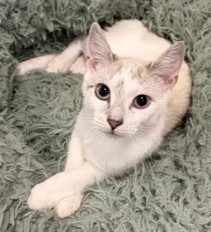 Empress, Siamese mix