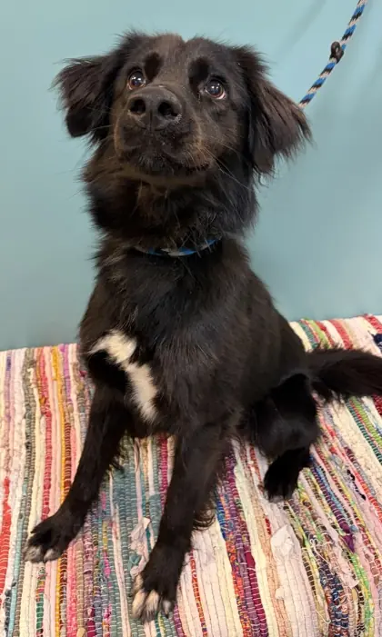 Byrum, Australian Shepherd mix