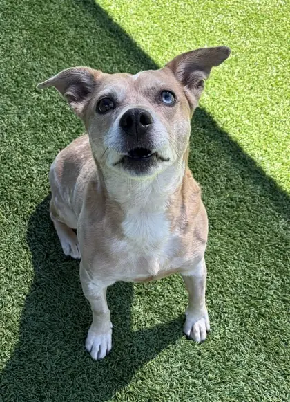 Astra, Dachshund, Standard Smooth Haired mix