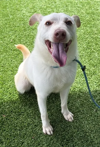 The Rock, Retriever, Labrador and Australian Cattle Dog mix