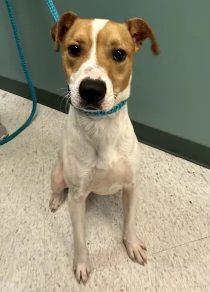 Jack, Terrier, Jack Russell mix