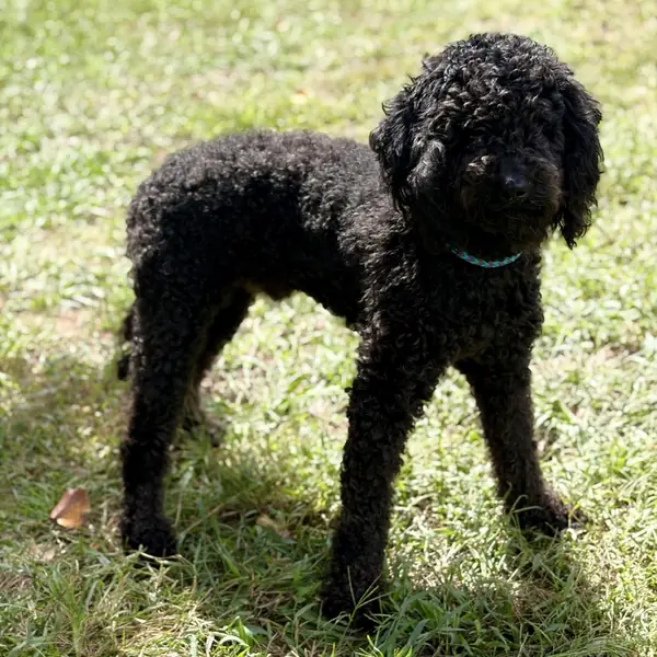 Ace Vanderbilt, Poodle and Retriever, Golden mix