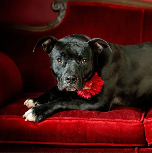 Cecily Dawn, Boxer mix