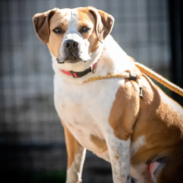 Titus Winn, Mixed Breed (Large)