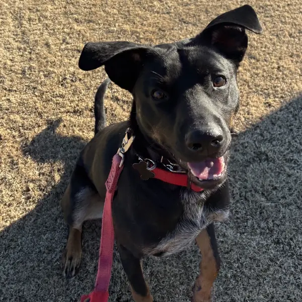 Banjo Chester, Cattle Dog, Australian (Blue Heeler)