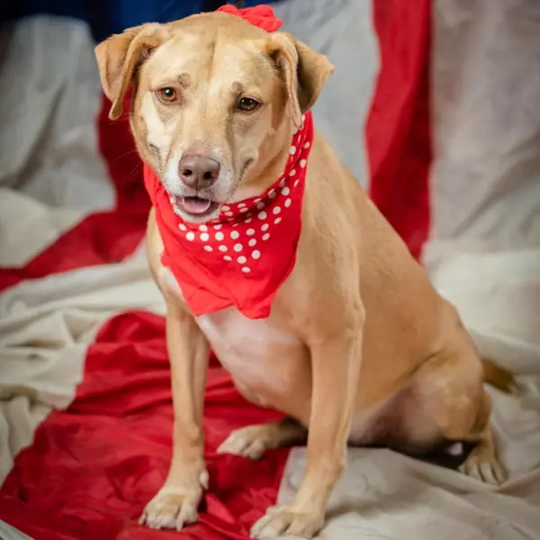 Lou Lou Furr, Retriever, Labrador