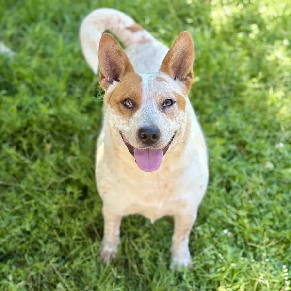 Diamond Red, Cattle Dog, Australian (Red Heeler)