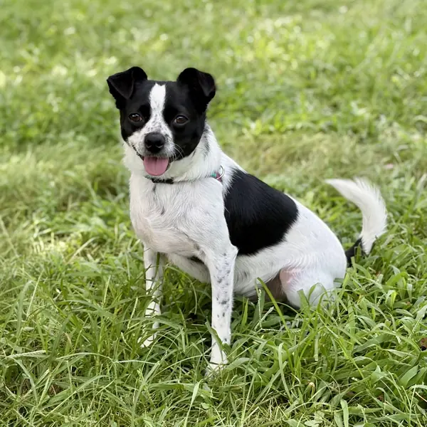 Rio, Chihuahua and Terrier mix