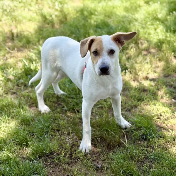 Dr. John Bingham, Cattle Dog, Australian (Blue Heeler) mix