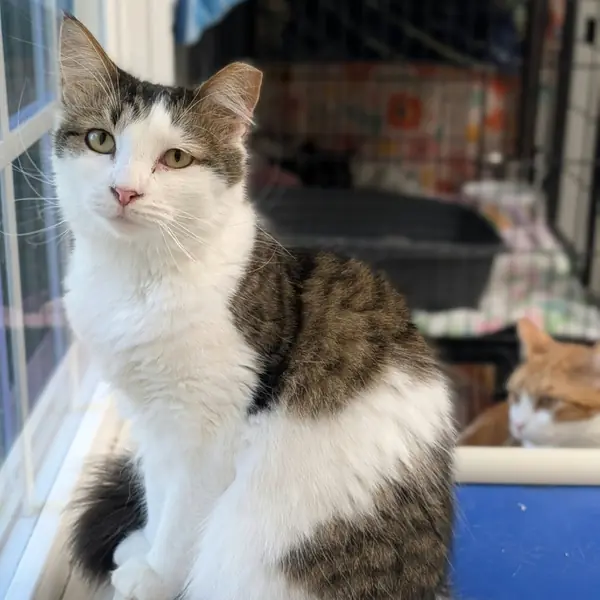 Eva, Domestic Medium Hair