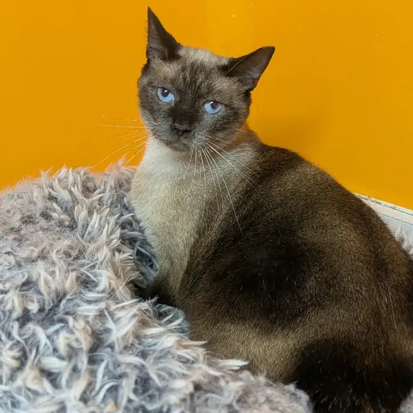 Velvet, Siamese